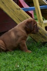 Dogue de Bordeaux, Bordeauxska doga