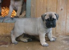 zdrav� �t��ata bullmastiff k dispozici