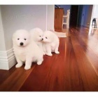 Samojed �t��ata