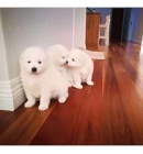 Samojed �t��ata...