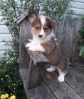 Welsh Corgi �t���tka