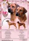 Rhodesian Ridgeback