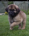kr�sn� �t���tka leonberger k dispozici.