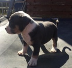 americk� buldok �t��ata ��st pro nov� domov