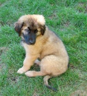 �t��ata leonberger p�ipraveni na nov� domov