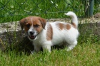 Jack Russell teri�r s PP - super cena