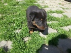 vz�cn� �t���tka Beauceron zoufale pot�ebuj� nov� domovy