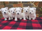 West Highland White Terrier �t��ata