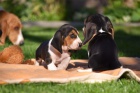 zdrav� �t��ata Basset Hound