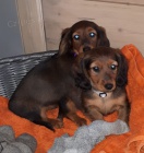 zdrav� �t��ata jezev��k