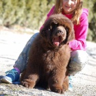 novofundlandsky �t��ata