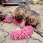 N�meck� ov��k