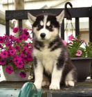 Loaj�ln� �t��ata sibi�sk�ho Husky