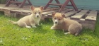 Vel�sk� Corgi Pembroke �t��ata