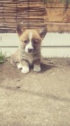 Vel�sk� Corgi Pembroke �t��ata