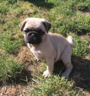 moje roztomil� �t���tka p�ipravena k adopci