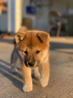 �t��ata Shiba Inu - 11 t�dn� star�