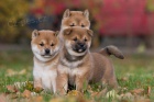 k dispozici �t��ata Shiba Inu