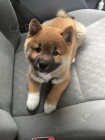 k dispozici �t��ata Shiba Inu