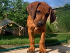 Rhodesian ridgeback - �t���tko s PP