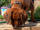 Rhodesian ridgeback - �t���tko s PP