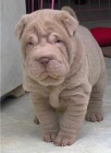 Sharpei hrav� d�vka a chlapec byl vychov�v�n v na�em dom� s d�tmi a dal��mi dom�c�mi mazl��ky, tak�e je velmi spole�ensk�. p�ijde s prvn�mi z�b�ry, od�ervenou, slo�kou se v�emi jej�mi informacemi, startovac�m postrojem a vod�tkem, hra�kou pro �t���tko, p�