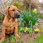 registrovala �t��ata Tosa Inu do nov�ch domov�. mu�i a �eny k dispozici. Pln� o�kovan�, od�erven�, mikro�ipovan�. Sire a Dame. Oba rodi�e jsou z �esk� republiky a k dispozici jsou pap�rov�n�