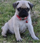 miluj�c� Mops �t��ata