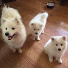 Americk� Eskimo �t��ata dostupn�. Narodili se doma. Jsou to v�st�ely a od�erven�. Jsou vychov�v�ni s mal�mi d�tmi a jin�mi zv��aty. Jsou p�epravov�ni p�epravci a za�ali tr�novat mimo no�n�k. 1 rok zdravotn� z�ruka.