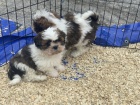 shih tzu 11 t�dn� star�. jed� pro plan potraviny p��mo z vaku a jsou pln� odstaveni z m�my. maj� prvn� sadu z�b�r�.