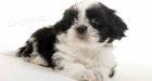 p��telsk� �t���tka Shih Tzu pro p�