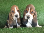 p��telsk� �t���tka BASSET HOUND pro p�ijet�