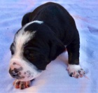 Louisi�nsk� leopard� pes Catahoula