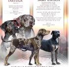 Louisi�nsk� leopard� pes Catahoula