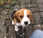 kr�sn� �t��ata Beagle pro p�ijet�