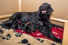 Flat Coated retriever - nab�dka �t�