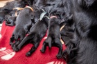 Flat Coated retriever - nab�dka �t�