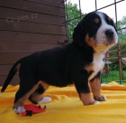 Velk� �v�carsk� sala�nick� pes