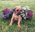 Rhod�sk� ridgeback - �t�n�tka 