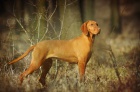 Ma�arsk� oha� kr�tkosrst� - �t��ata Vizsla