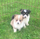 Pembroke Welsh corgi �t��ata M�me kr�sn� �t���tka. samice a 1 samec. Jsou 10 t�dn� a jsou p�ipraveni na sv� nov� domovy. P�ed odjezdem budou m�t sv� z�b�ry a od�erven�. Jsme vychov�v�ni v na�em dom� a velmi hrav�. Ocasy byly zakotveny a rosa se dr�pala