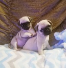 �istokrevn� mopsl�k   �t��ata p�ich�zej� s registra�n�mi pap�ry, z�b�ry a od�ervuj�c� z�znamy, a zdravotn� certifik�ty od veterin��e ov��uj�c� vynikaj�c� zdrav�. �t��ata jsou vychov�v�na a socializov�na s mal�mi d�tmi a dal��mi dom�c�mi mazl��ky. Rodi�e a