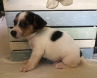 M�me k dispozici kr�sn� Jack Russell �t���tka. K dispozici jsou samci a jedna samice. �t��ata jsou p�ipravena na nov� miluj�c� domy. P�ijdou do sv�ch nov�ch domov�, ��astn�, vych�zej�c�, dob�e socializovan� a milovan�. Tak� bude aktu�ln� na z�b�ry, od�erv