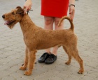 Irsk� Teri�r