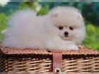 �t���tka Pomerania