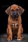 Rhod�sk� Ridgeback s PP ji� k odb�ru
