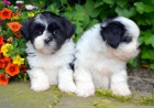 zdrav� �t���tka Lhasa Apso pro p�ijet�