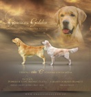 Zlat� retriever - �t�n�tka 