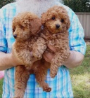 �t��ata pudla k p�ijet� co nejd��ve,   mu� a �ena ve v�ku 12 t�dn�. kontaktujte n�s pro v�ce informac� a obr�zk�.