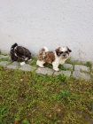 Shih Tzu �t��ata pro re-Homing. . Na�e ��lek Shih Tzu jsou naprosto n�dhern� �t���tka. Jsou neuv��iteln� s barvami a velikostmi, hrav�mi �t��aty Shih Tzu a jsou na sv�ch sn�mc�ch aktu�ln�